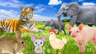 Download Lagu Daily activities of animals: tiger, elephant, pig, chicken,... Thumbnail