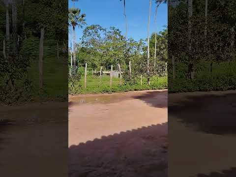 Gado Bravo 2 zona rural de Araioses-MA,08/05/2024.(1)