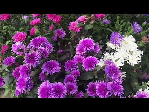 8 perenner för sensommaren plantera i kruka balkong låda eller i rabatten