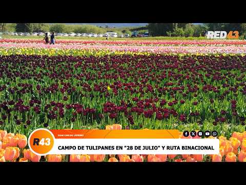 CAMPO DE TULIPANES EN "28 DE JULIO" Y RUTA BINACIONAL