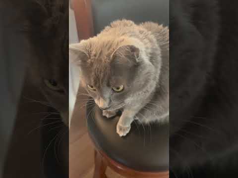 Trivia Tuesday with Pop the Cat