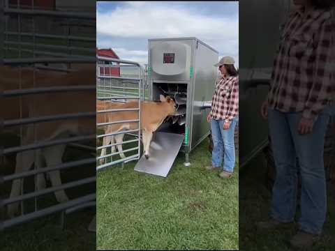 Cute Mexica Plush Dancing Cactus Electric Plush Toy 🧸