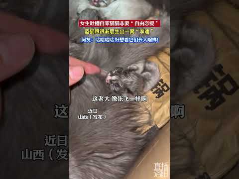 女生吐槽自家猫猫非要“自由恋爱”， 蓝猫跟银渐层生出一窝“李逵”  #新闻 #共鸣 #大热门