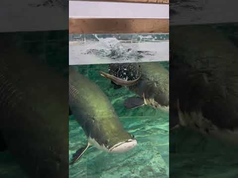 Alligator Gar VS Arapaima — Clash of the River Titans#PredatoryFish #MonsterFish #Arapaima