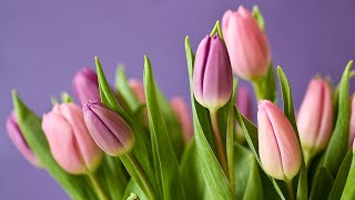 Download lagu Flowers | Nature Background Free Stock Videos | Free stock footage - No Copyright | All Video Free mp3 Download lagu Flowers | Nature Background Free Stock Videos | Free stock footage - No Copyright | All Video Free mp3
