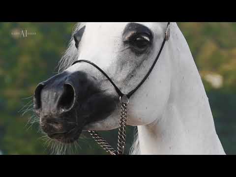 🌹 MOZN ALBIDAYER 🌹 (SMA MAGIC ONE x MATTAHARII), 2014 Mare