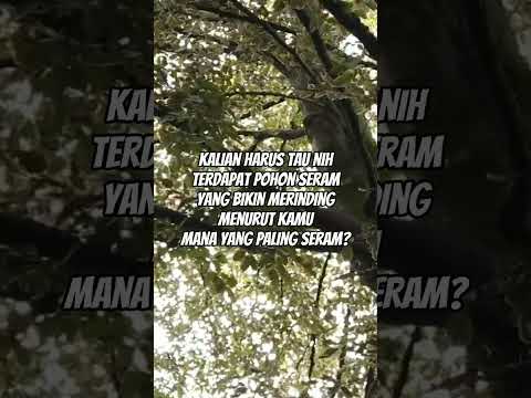 Pohon Seram Yang Bikin Merinding #shorts