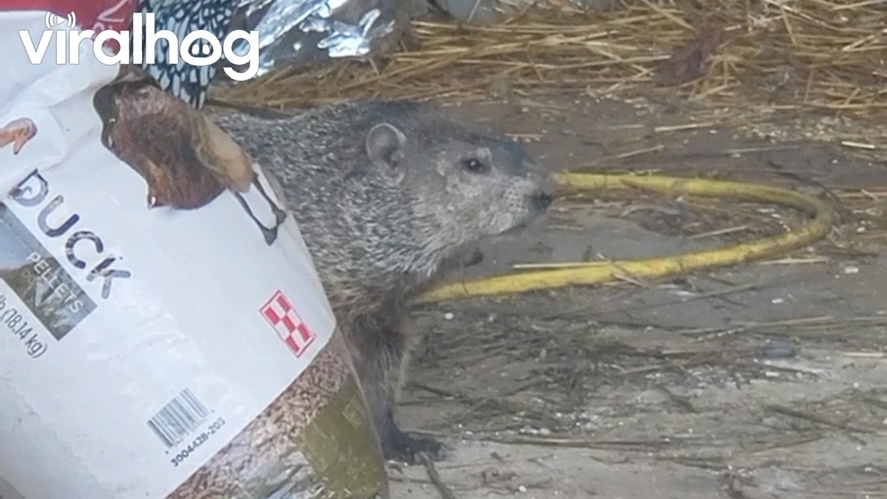 Sneaky Groundhog Busted for Stealing Birdseed || ViralHog