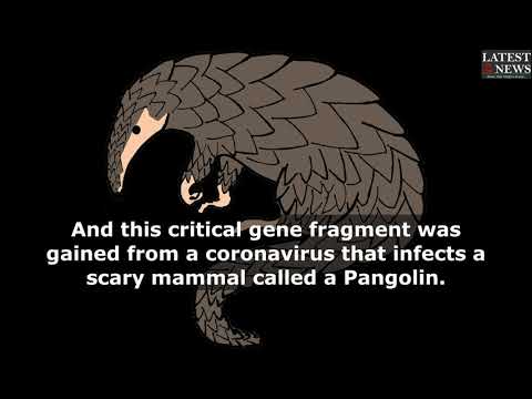 How Coronavirus jumped from Animals to Humans How Coronavirus jumped from Animals to Humans