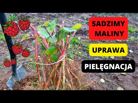 How to plant raspberries? When to plant raspberries? Raspberry cultivation. Raspberry care. Octob...