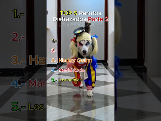 Vídeo relacionado con Lovelyshop Serie de Mascotas Lux Fur Cat Dog Cloak para Disfraces de Halloween, Rey Reina príncipe y Princesa Cosplay-S