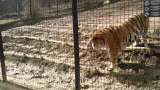 preview picture of video 'Tiger in Veszprém Zoo'