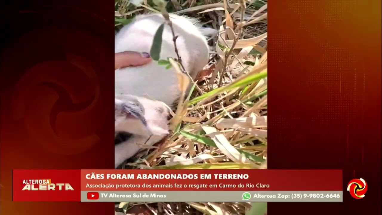 Sete cães são encontrados abandonados em Carmo do Rio Claro