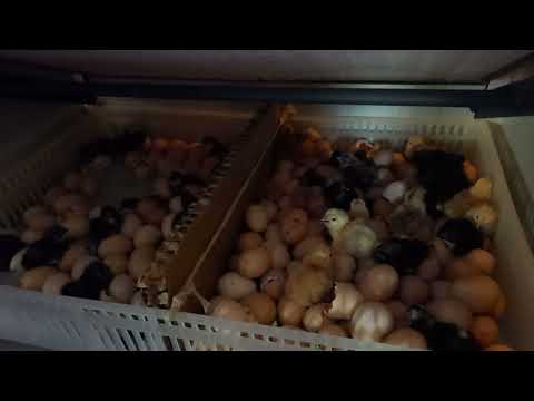 Beating Covid-19 with climate change resilience