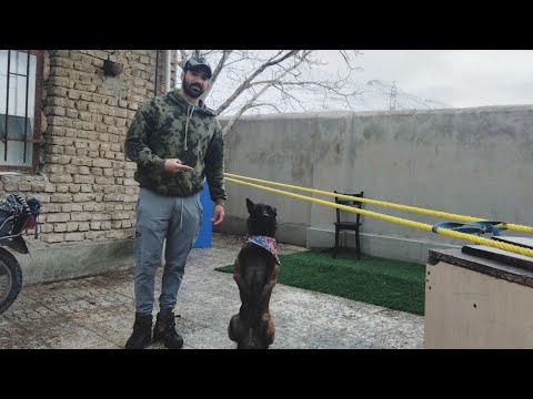 5 Dog Training Exercises You Should Do EVERY DAY At Home