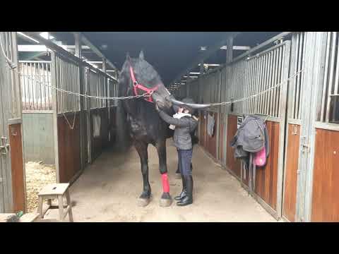 Stal Okkema's Rudmer - Michiel x Gjalt - ridden by Elbrich