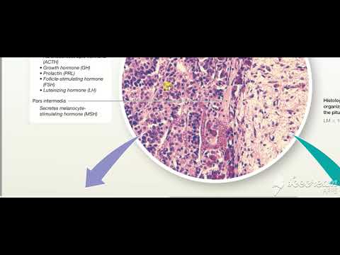 Hypothalamus Pituitary integration 5
