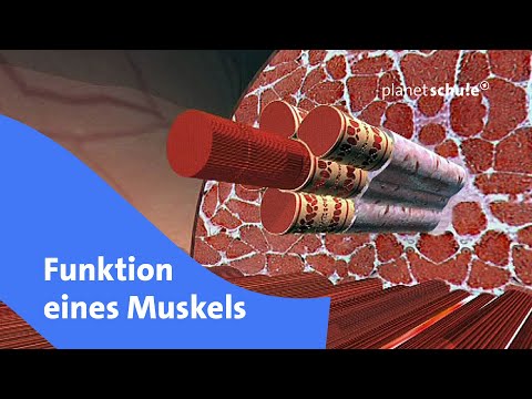 How a muscle works | Planet School