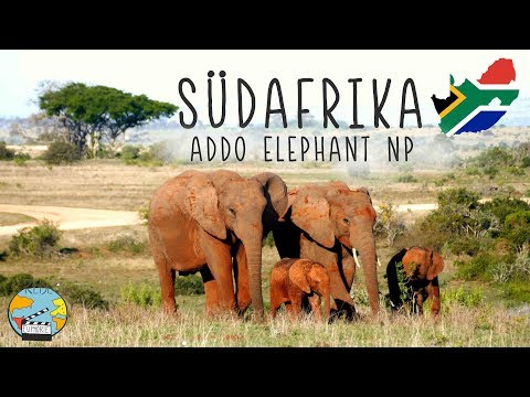 Tierische Begegnungen im Addo Elephant National Park | Garden Route Südafrika #4