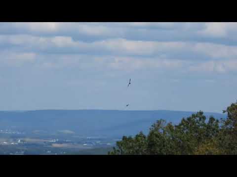 Hawks diving for fun