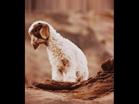 Jesus' Stories: Lost Sheep; Lost Coin