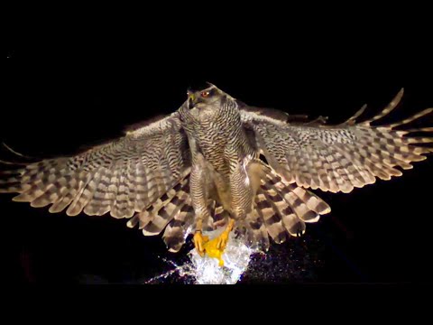 Incredible Slow-Motion Footage Of A Hawk Catching A Water Balloon In Mid-Air