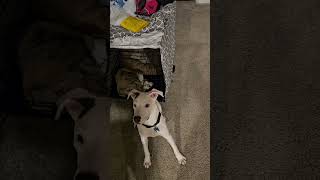 Video preview image #1 Mutt Puppy For Sale in Minneapolis, MN, USA