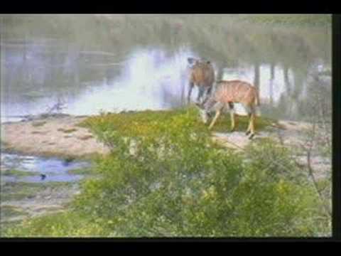 WildEarth 5.2.07 2.53pm 2 young Kudu at the Gowrie Dam