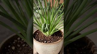 Albuca spiralis a planta com folhas em forma de mola
