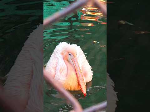 Pink pelican swiming part1 #pelican #birds #nature #animals #art #shorts #wildlife #video #birdsound