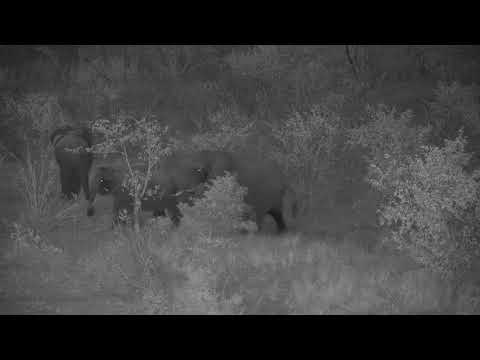 Djuma: Mating Elephants - 18:03 - 07/22/20
