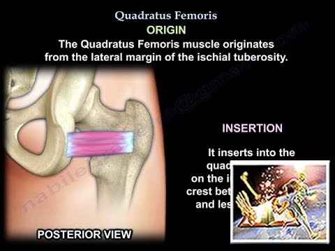 Quadratus Femoris - Everything You Need To Know - Dr. Nabil Ebraheim