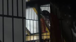 Download lagu anic kembang ngeplong malam hari,anis kembang anda pasti ikut bunyi mp3