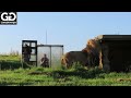 Exclusive To GG Our Human Cage Lion Experience ️