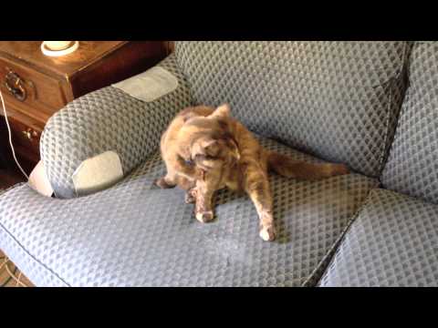 Cosette's Coordination Problems.MOV