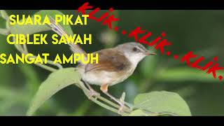 Download lagu SUARA PIKAT CIBLEK SAWAH klik klik langsung nyamber mp3