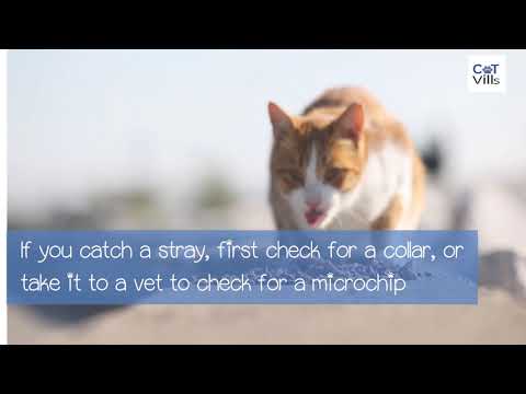 DIFFERENCE BETWEEN STRAY CATS AND FERAL CATS