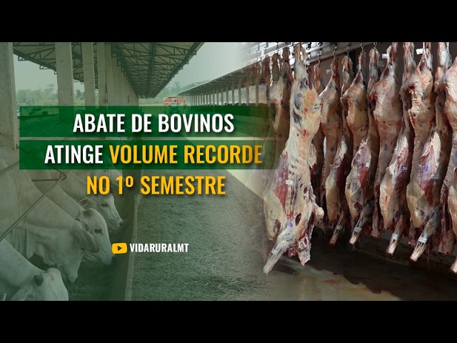 ABATE DE BOVINOS ATINGE VOLUME RECORDE NO 1º SEMESTRE