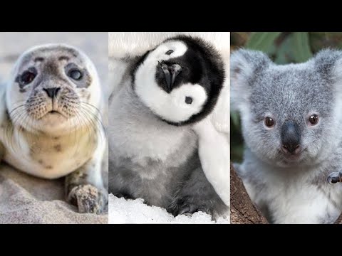 TIER DOKU | Kuriose Fakten über exotische Tiere #tiere