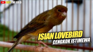 Download lagu KENARI ISIAN LOVEBIRD GACOR PANJANG CENGKOK ISTIMEWA mp3 Download lagu KENARI ISIAN LOVEBIRD GACOR PANJANG CENGKOK ISTIMEWA mp3