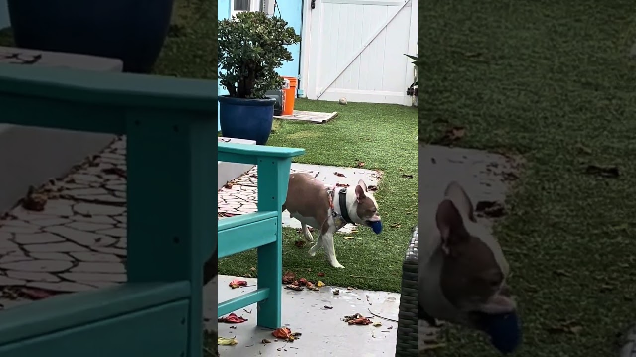 Enlarge Clyde & Rocky, a ADOPTABLE Boston Terrier in Carlsbad, CA video 1/5