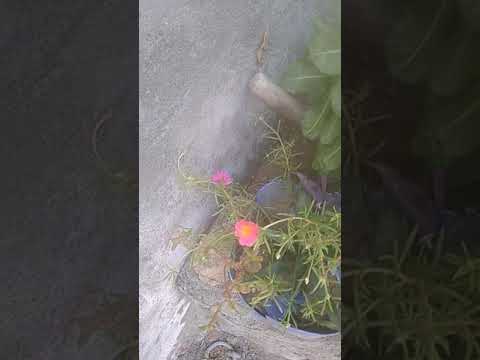 🌸🌸💐 flowers like and subscribe my channel 🌹