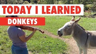 Today I Learned: Donkeys