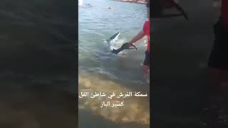 attention un requin blanc en Algérie 😱😱