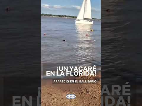 🐊 ¡UN YACARÉ EN LA FLORIDA!
