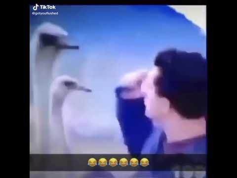 Reporter wird angegriffen (Übersetzung in der Beschreibung)