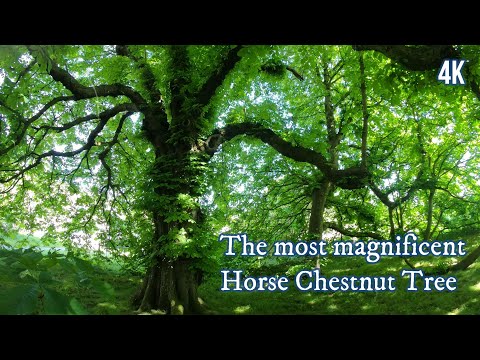 The Most Magnificent Horse Chestnut Tree (4K)