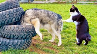 FUNNIEST DOGS AND CATS EXTRAORDINARY FUNNY AND CUTE ANIMAL VIDEOS COMPILATION 2023 Part 4