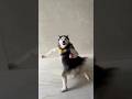 Husky Dance Craft Version Music Song Trending Viral Shorts