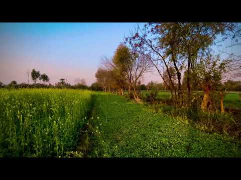 4k local nature of Bannu: 4k bannu scene